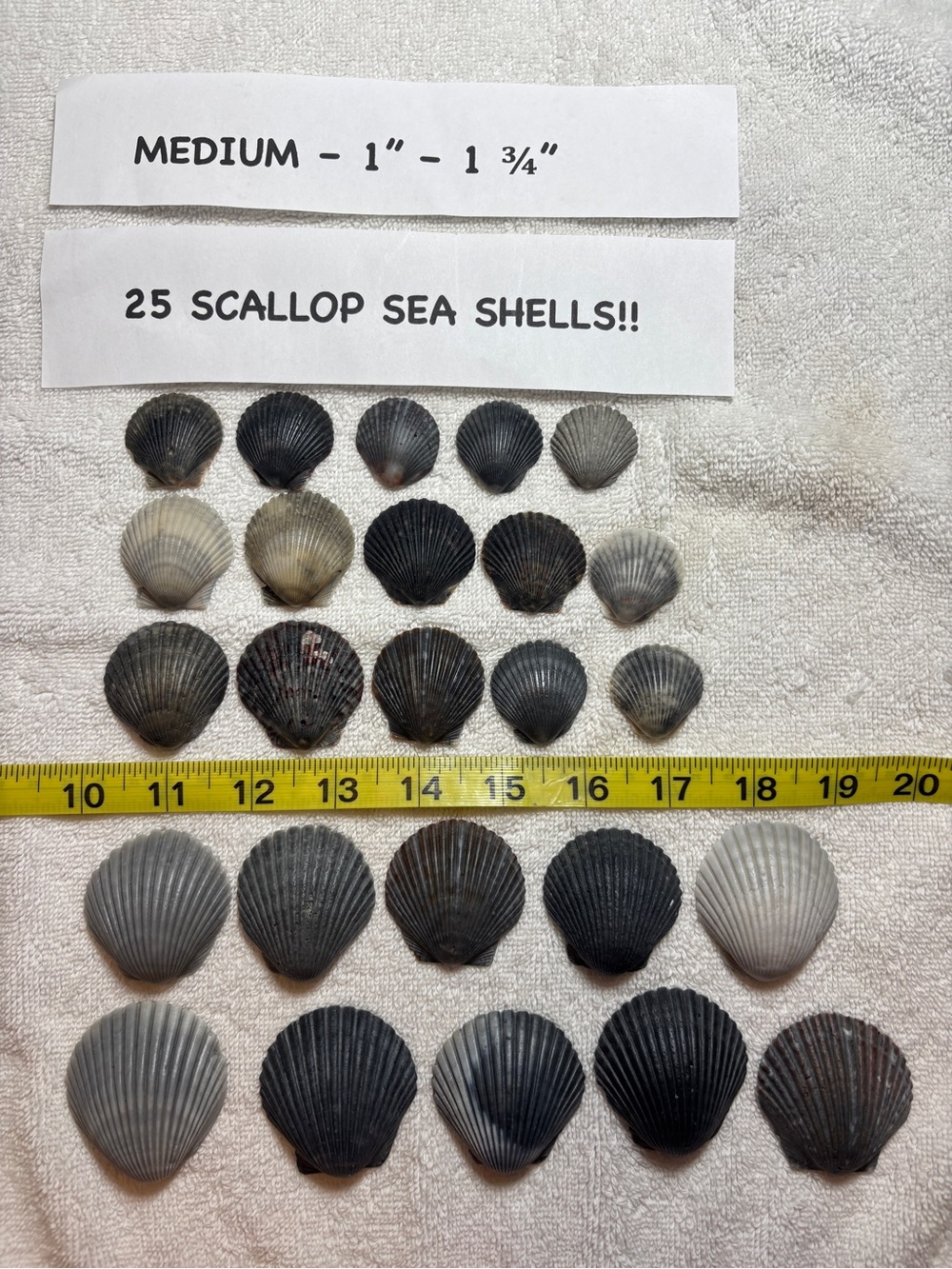 25 Sanibel Island Scallop Shells! Medium Sz Assorted Collection in grey/black.